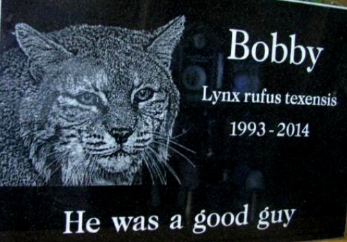 pet memorial with laser etching of a lynx 
